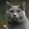 Chartreux