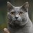 Chartreux